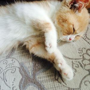 娇小罗莉6一13XXⅩ
